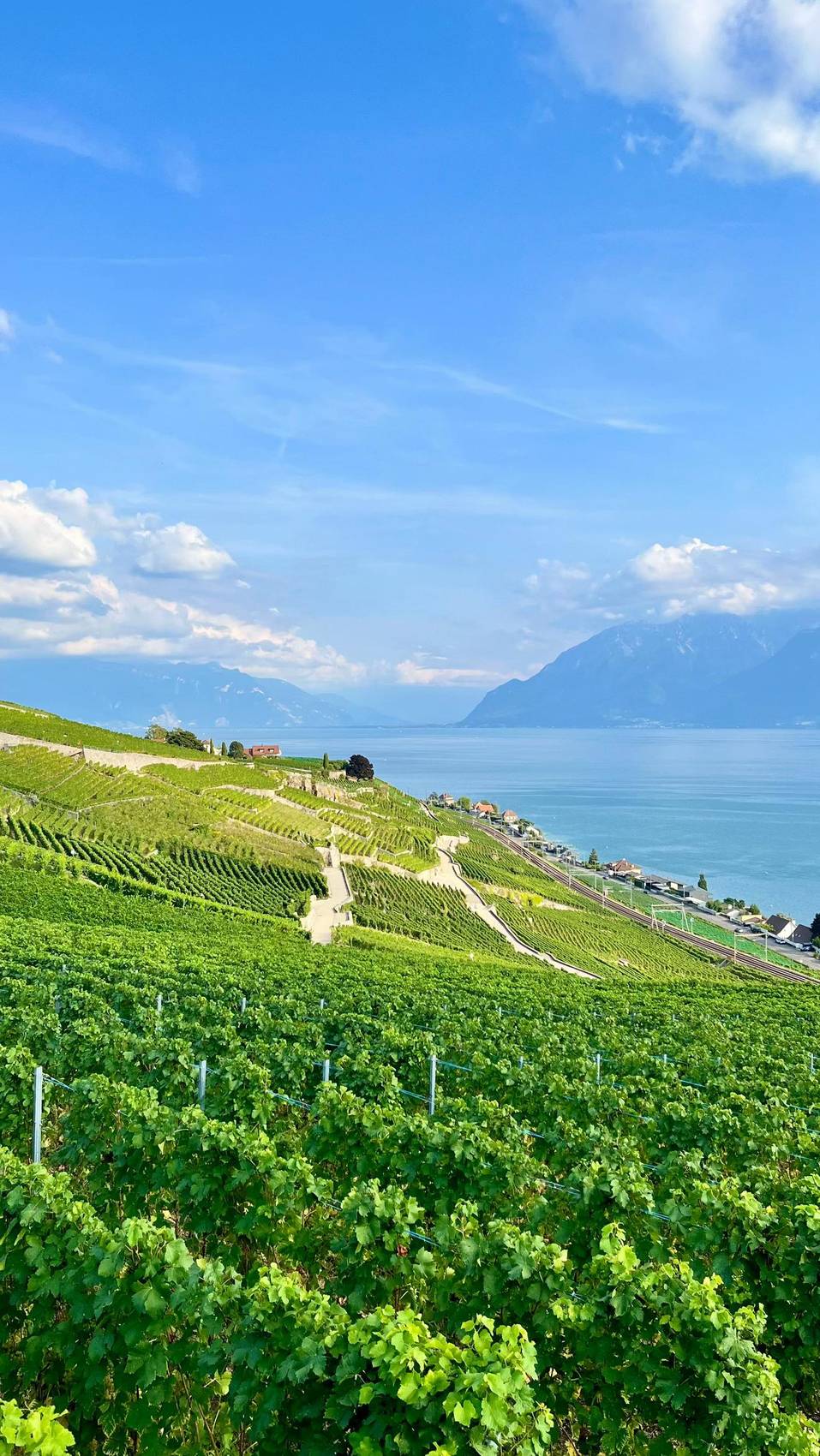 Viñedos en terrazas sobre el lago Lemán, Suiza francófona